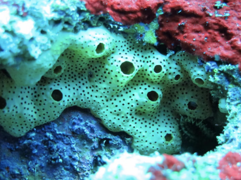 Biosprospection for Sustainable Biotechnology​