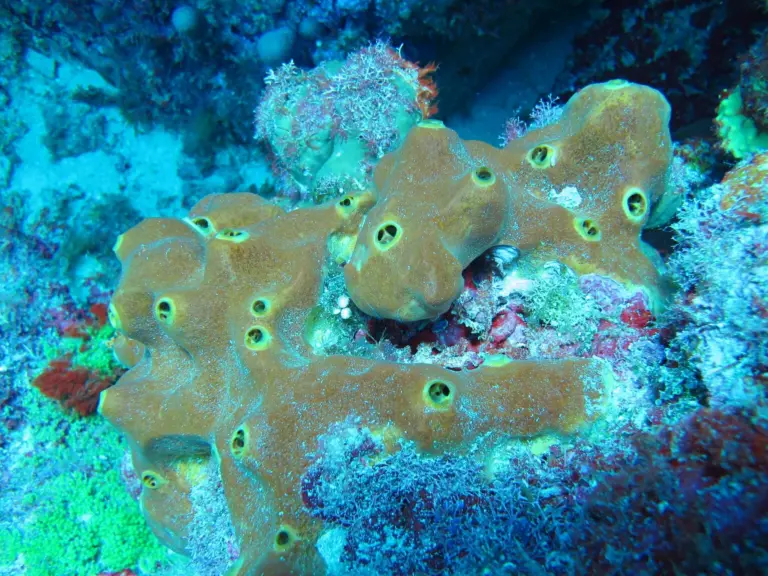 Biosprospection for Sustainable Biotechnology​